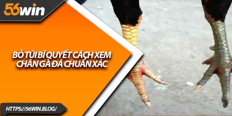 Bỏ túi bí quyết cách xem chân gà đá chuẩn xác