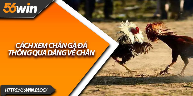 Cách xem chân gà đá thông qua dáng vẻ chân