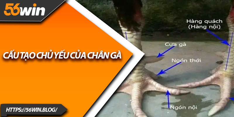 Cấu tạo chủ yếu của chân gà