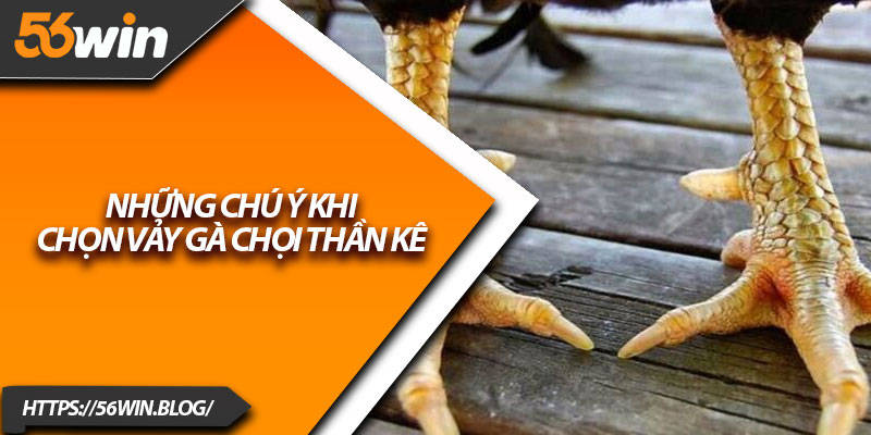 Những chú ý khi chọn vảy gà chọi thần kê