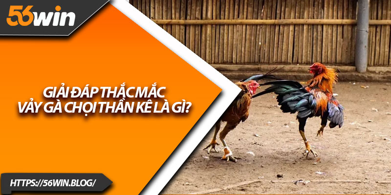Giải đáp thắc mắc vảy gà chọi thần kê là gì?
